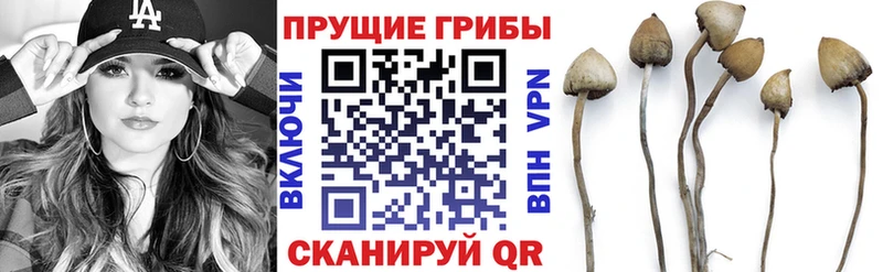 Галлюциногенные грибы Psilocybine cubensis  Купить  Орехово-Зуево 